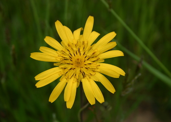 Großer Wiesen-Bocksbart (Tragopogon orientalis) - © Emanuel Trummer